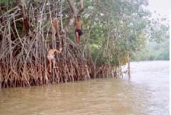 Kinder in den Mangroven